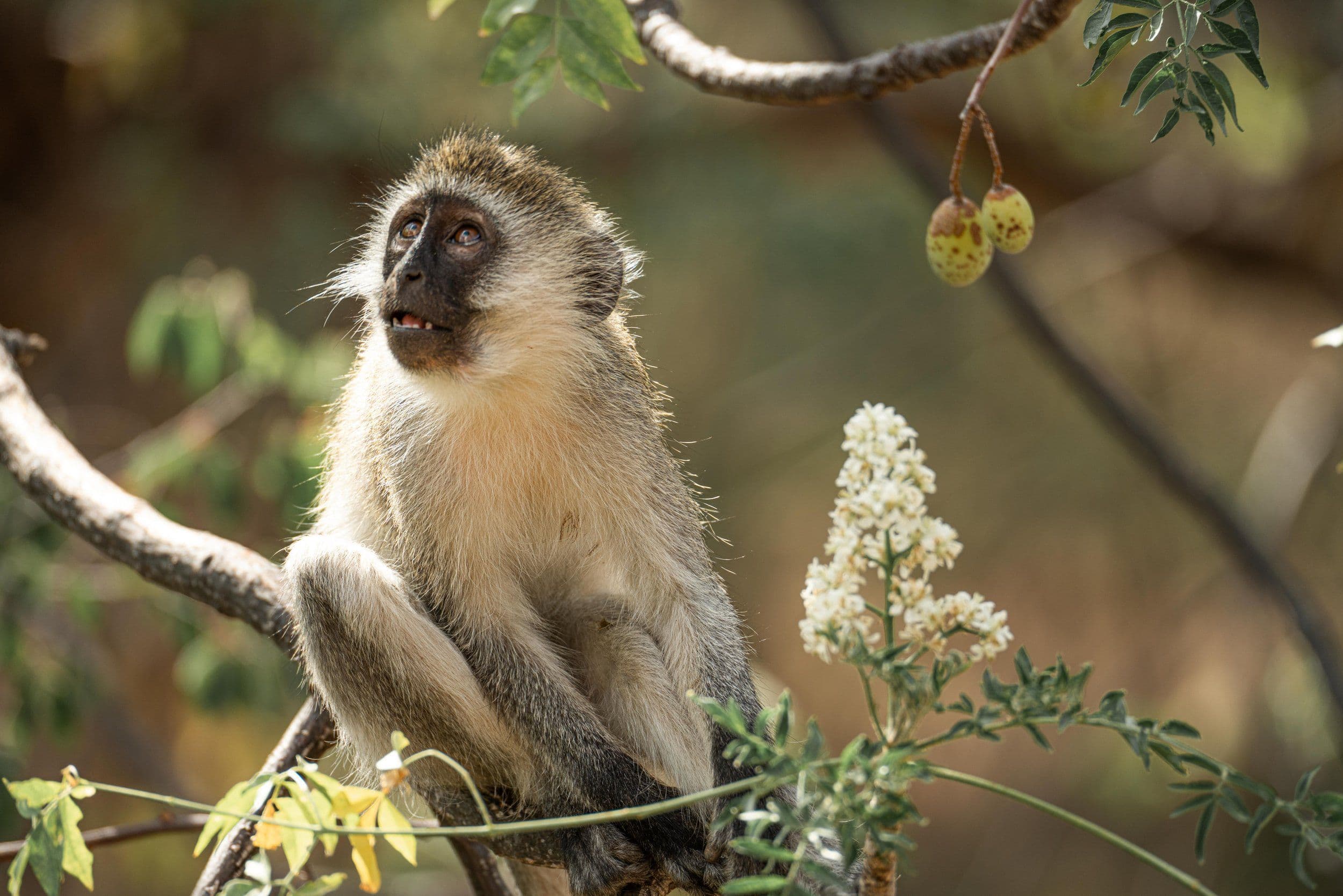 Wildlife at Sarara